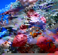 Tropical Marine Centre - Accommodation Batemans Bay