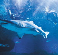 Snorkel with Sharks at AQWA - Accommodation Batemans Bay