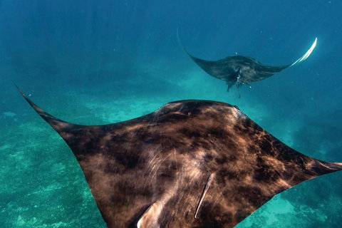 7-Day Exmouth Explorer Via Pinnacles Monkey Mia Ningaloo Reef Returning To Perth - Accommodation Batemans Bay 8