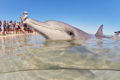7-Day Exmouth Explorer Via Pinnacles Monkey Mia Ningaloo Reef Returning To Perth - Accommodation Batemans Bay 3