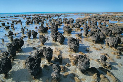 7-Day Exmouth Explorer Via Pinnacles Monkey Mia Ningaloo Reef Returning To Perth - Accommodation Batemans Bay 9