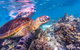 7-Day Exmouth Explorer Via Pinnacles Monkey Mia Ningaloo Reef Returning To Perth - thumb 11