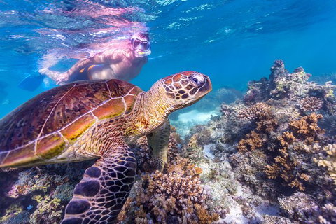 7-Day Exmouth Explorer Via Pinnacles Monkey Mia Ningaloo Reef Returning To Perth - Accommodation Batemans Bay 11