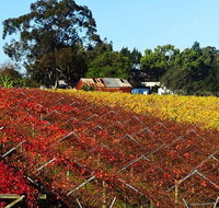 Swan Valley Wine Time Private Day Tour - Accommodation Batemans Bay
