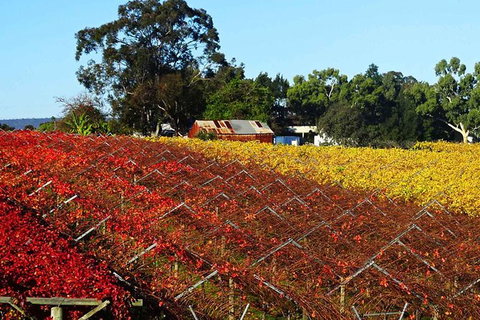 Swan Valley Wine Time (Private) Day Tour - Accommodation Batemans Bay 0