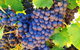 Swan Valley Wine Time (Private) Day Tour - thumb 17