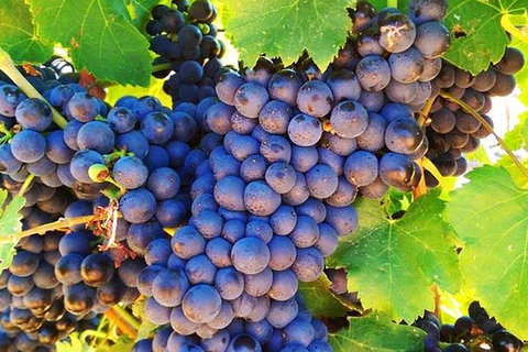 Swan Valley Wine Time (Private) Day Tour - Accommodation Batemans Bay 17