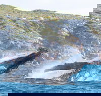 Jet Boat Whale Watching Safari from Dunsborough - Accommodation Batemans Bay