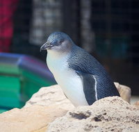 Full-Day Penguin Island  Mandurah Canal Cruise - Accommodation Batemans Bay