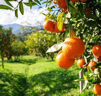 Full-Day Swan Valley Wildlife Park Winery  Fruit Orchard - Accommodation Batemans Bay