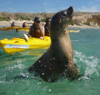 Penguin and Seal Island Kayak Tour - Accommodation Batemans Bay