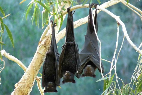 Amazing Windjana Gorge And Tunnel Creek Adventure From Broome - Accommodation Batemans Bay 1