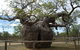 Amazing Windjana Gorge And Tunnel Creek Adventure From Broome - thumb 6