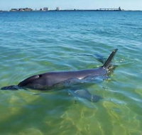 Bunbury Dolphins Discovery Tour - Fly From Perth - Accommodation Batemans Bay