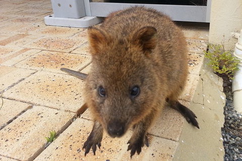 Wave Rock, Pinnacles And Rottnest One Day Aeroplane Tour - Accommodation Batemans Bay 6