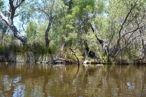 Kayak Tour On The Canning River - Accommodation Batemans Bay 4