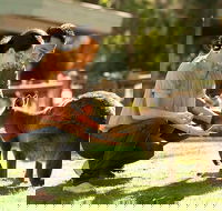 Very Best of Perth Tour - Wildlife Park  City Highlights Tour - Accommodation Batemans Bay