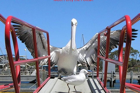 Kalgan Queen Scenic Cruises A Four Hour Sheltered Water Wildlife Tour Daily Fun. - Accommodation Batemans Bay 1