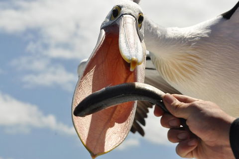 Kalgan Queen Scenic Cruises A Four Hour Sheltered Water Wildlife Tour Daily Fun. - Accommodation Batemans Bay 5
