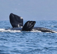 3 Hour Winter Whale Safari May - Oct around King George Sound - Accommodation Batemans Bay