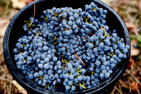 Half Day Yarra Valley Winery Day Trip From Melbourne - Accommodation Batemans Bay 4