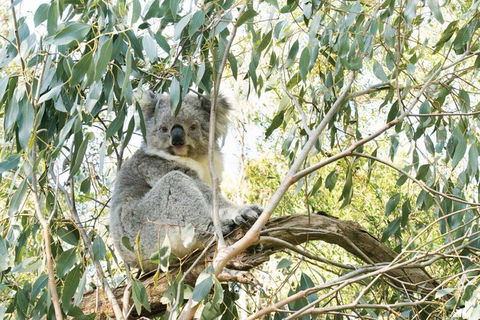 Ultimate Reverse Direction - 12 Apostles, Great Ocean Road - Small Group Tour - Accommodation Batemans Bay 7