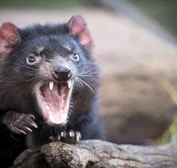 Port Arthur and Tassie Devils Active Day Tour from Hobart - Accommodation Batemans Bay