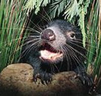 Hobart Shore Excursion Half Day Bonorong Wildlife Park with Richmond Tour - Accommodation Batemans Bay