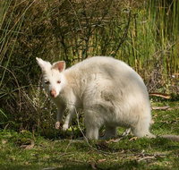 Bruny Island premium private photo-oriented day tour from Hobart - Accommodation Batemans Bay