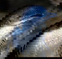 Bonnet Island Experience departing from Strahan - Accommodation Batemans Bay