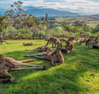Shore Excursion Hobart's Best In Half A Day - Accommodation Batemans Bay