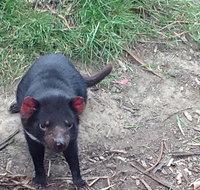 Private Bonorong Wildlife Sanctuary and Richmond 5 Hour Trip from Hobart - Accommodation Batemans Bay