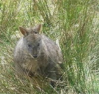 Leven Canyon Day Trip Including Wings Wildlife Park or Gunns Plains Caves from Devonport Ulverstone or Burnie - Accommodation Batemans Bay