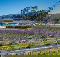 Private Tasman Peninsula Cruise Ship Tour from Port Arthur - Accommodation Batemans Bay
