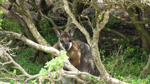Kangaroo Island In A Day Tour From Adelaide - Accommodation Batemans Bay 23