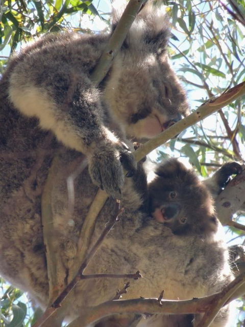 Kangaroo Island In A Day Tour From Adelaide - Accommodation Batemans Bay 16
