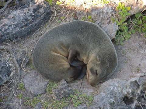 Kangaroo Island In A Day Tour From Adelaide - Accommodation Batemans Bay 12