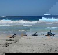 Kangaroo Island in a Day Tour from Adelaide - Accommodation Batemans Bay
