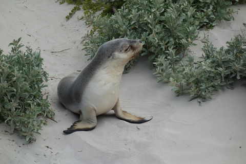 Kangaroo Island In A Day Tour From Adelaide - Accommodation Batemans Bay 19