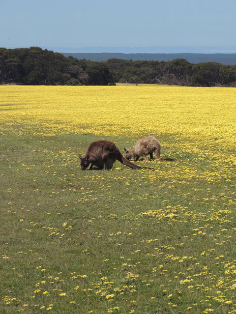Kangaroo Island In A Day Tour From Adelaide - Accommodation Batemans Bay 14