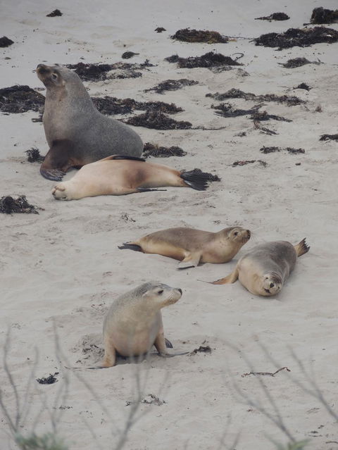 Kangaroo Island In A Day Tour From Adelaide - Accommodation Batemans Bay 15