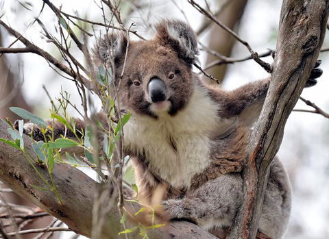 Kangaroo Island In A Day Tour From Adelaide - Accommodation Batemans Bay 27