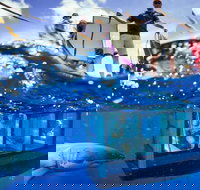 White Shark Tour with Optional Cage Dive from Port Lincoln - Accommodation Batemans Bay