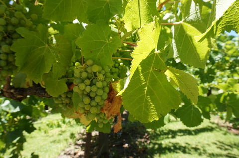 Barossa Valley With Hahndorf Tour From Adelaide - Accommodation Batemans Bay 4