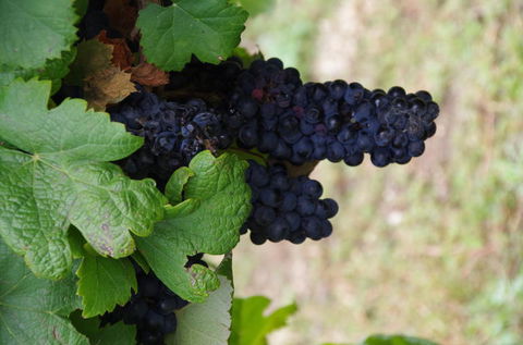 Barossa Valley Wineries Tour With Tastings And Lunch From Adelaide - Accommodation Batemans Bay 5