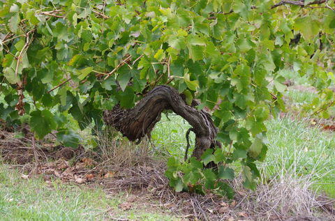 Barossa Valley Wineries Tour With Tastings And Lunch From Adelaide - Accommodation Batemans Bay 7
