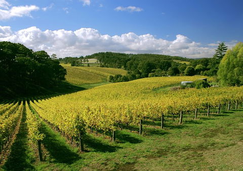McLaren Vale And Glenelg Wine Tasting And Sightseeing (Half-day Afternoon) - Accommodation Batemans Bay 3