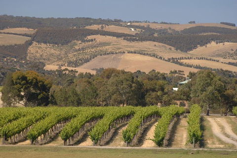 McLaren Vale And Glenelg Wine Tasting And Sightseeing (Half-day Afternoon) - Accommodation Batemans Bay 9