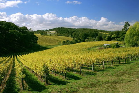 McLaren Vale And Glenelg Wine Tasting And Sightseeing (Half-day Afternoon) - Accommodation Batemans Bay 6