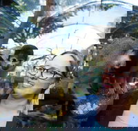 Adelaide Zoo Behind the Scenes Experience Squirrel Monkey Feeding - Accommodation Batemans Bay